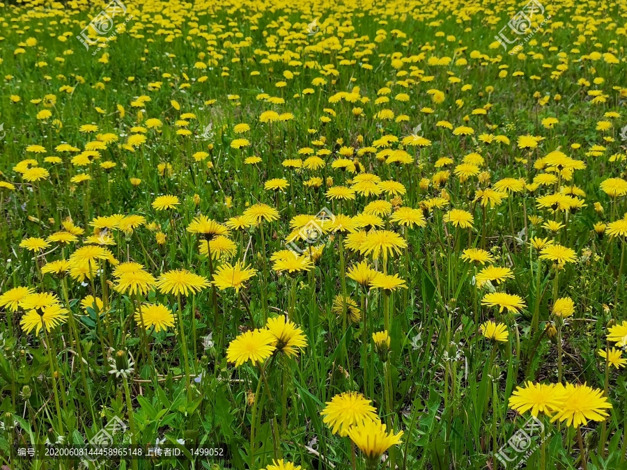 蒲公英花开的季节