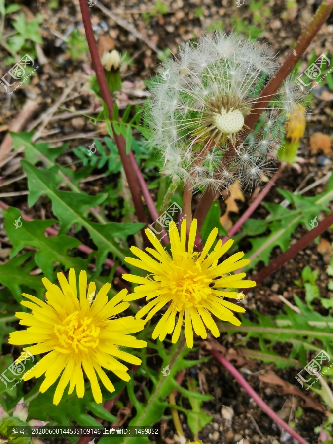 蒲公英花开的季节