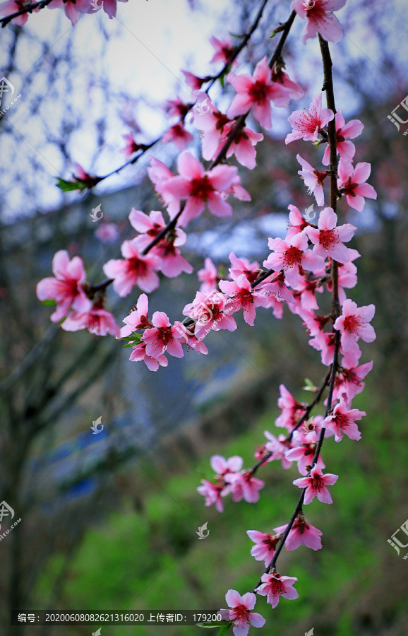 油菜花EH