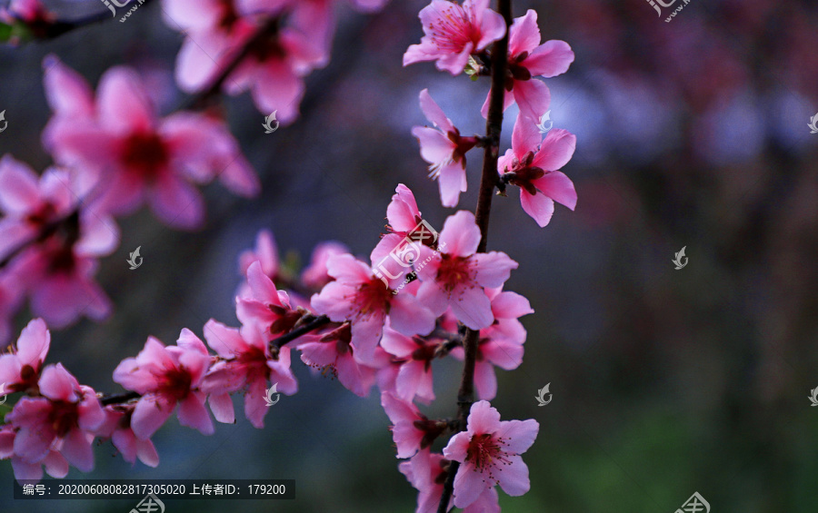 油菜花EK