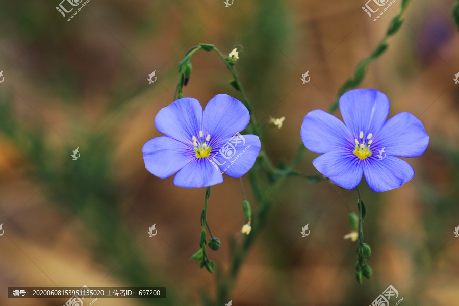 亚麻花