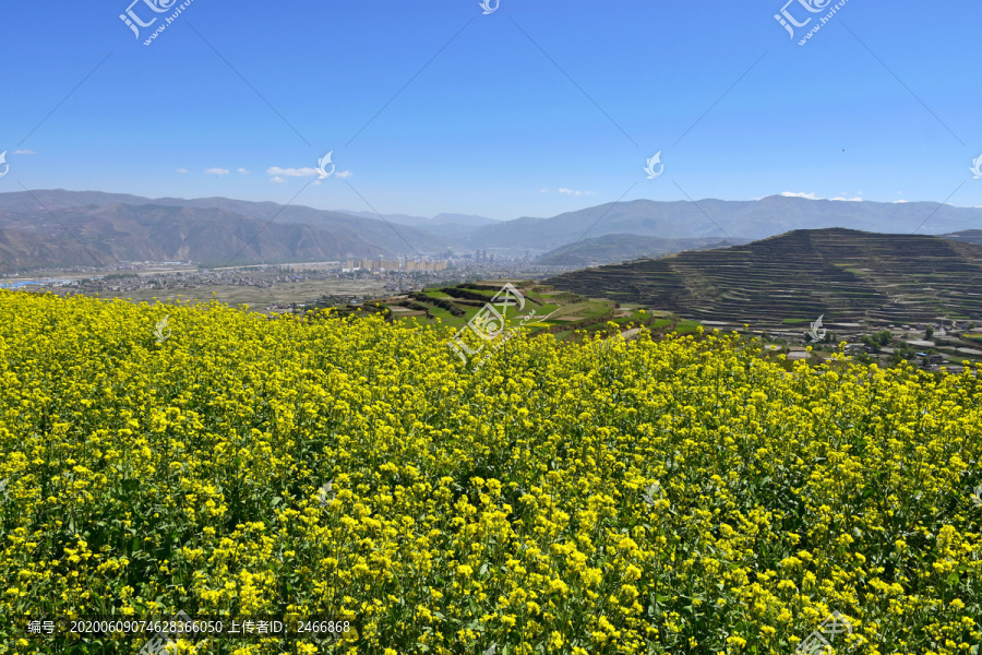 乡村油菜花