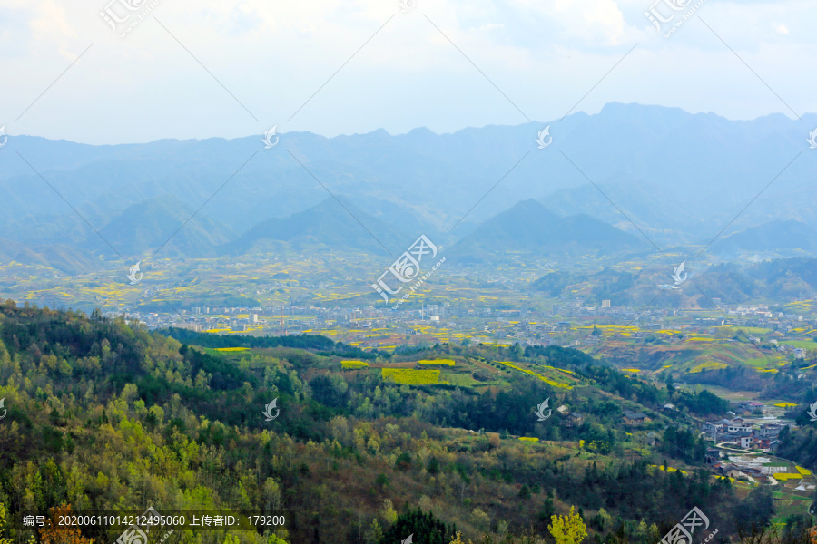 龙坝油菜花H