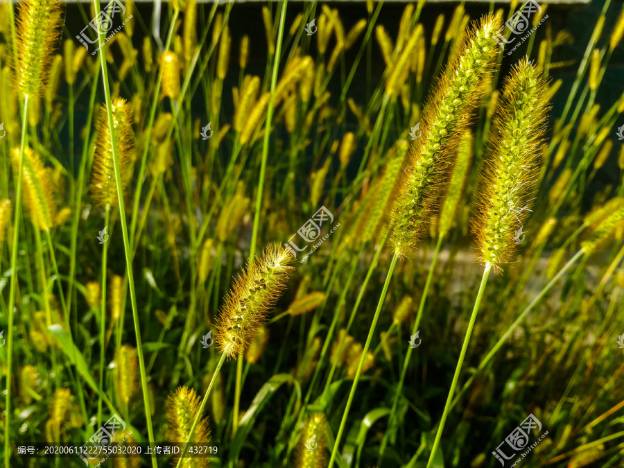 午后逆光狗尾草