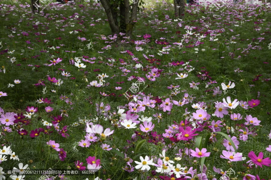 雏菊