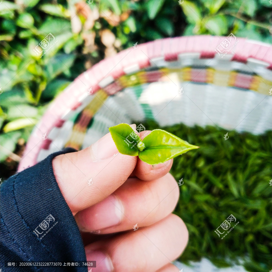 手捧茶叶