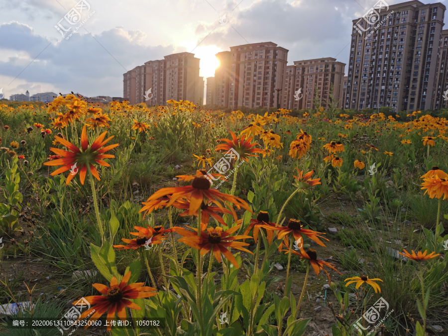 都市花海