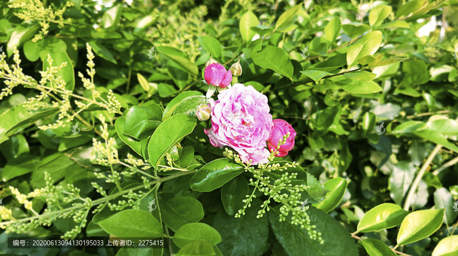 绿色丛中的几朵粉玫瑰的特写