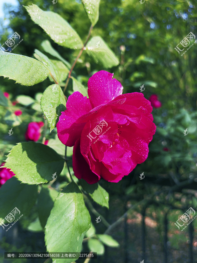 栅栏旁带露珠的粉红玫瑰