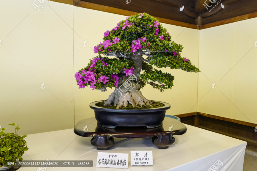 日本盆栽展览