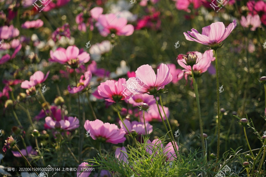 格桑花