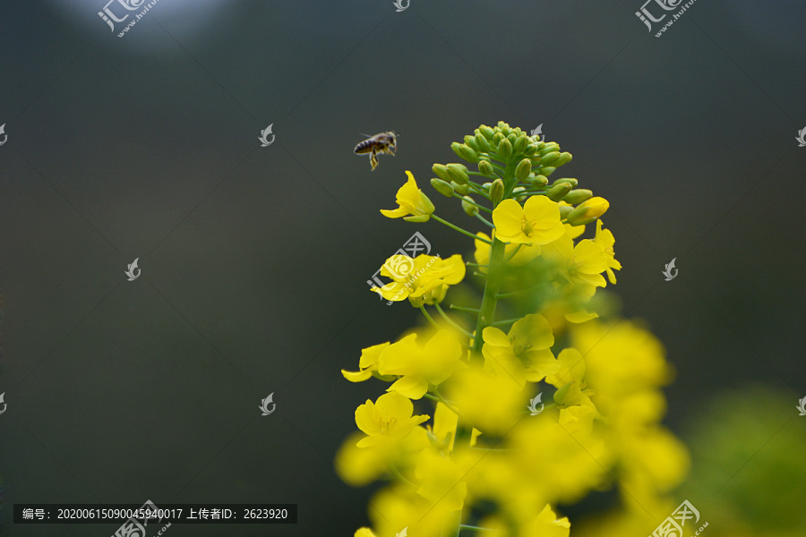 油菜花