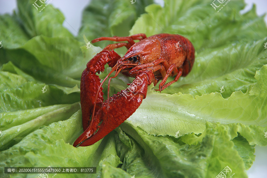 小龙虾新鲜生菜