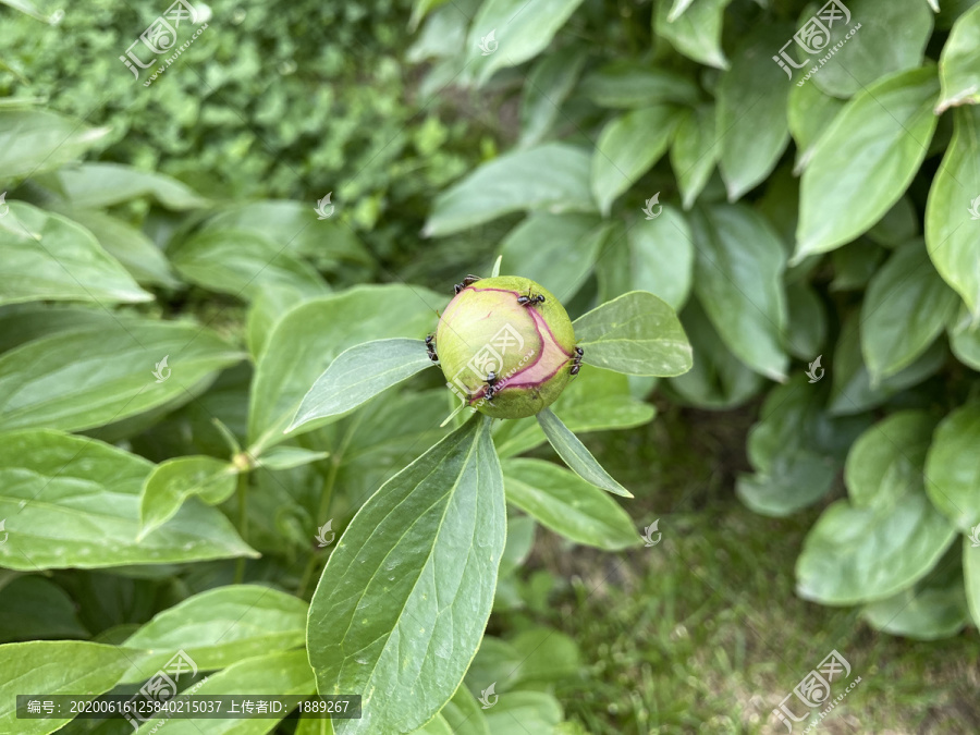 芍药花苞