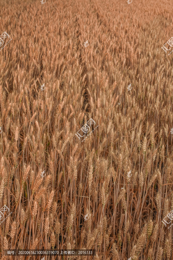 小麦