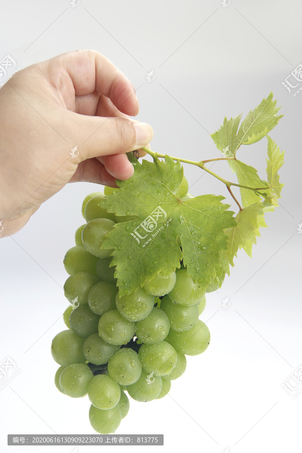 手提绿叶青葡萄