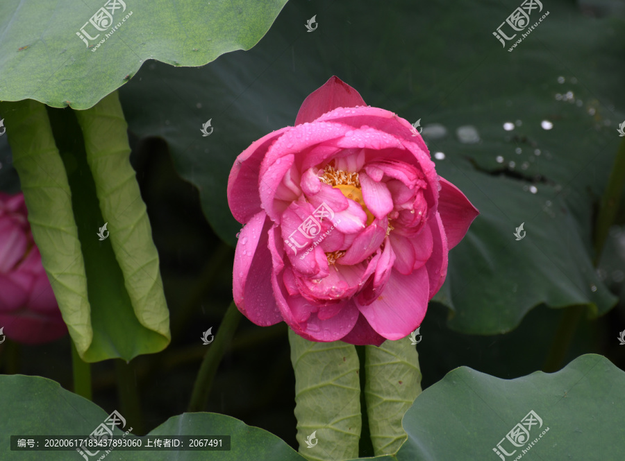 雨中的荷花