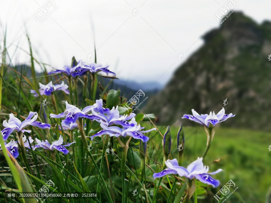 秦岭兰花