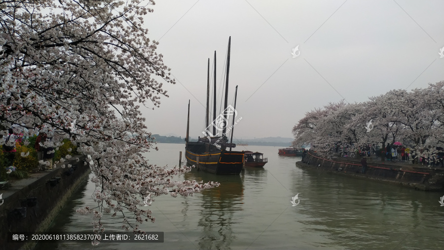 鼋头渚樱花