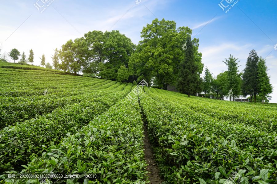 茶山茶园