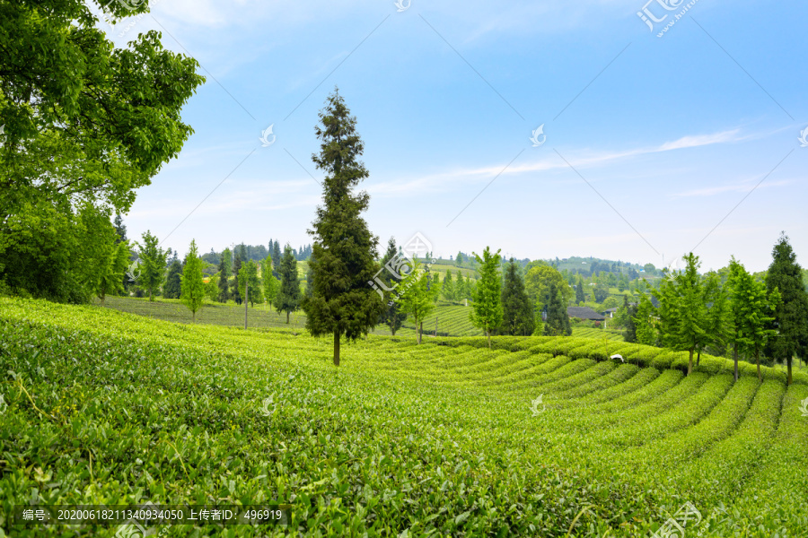 茶山茶园