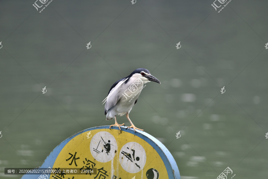 夜鹭嘴刁泥鳅