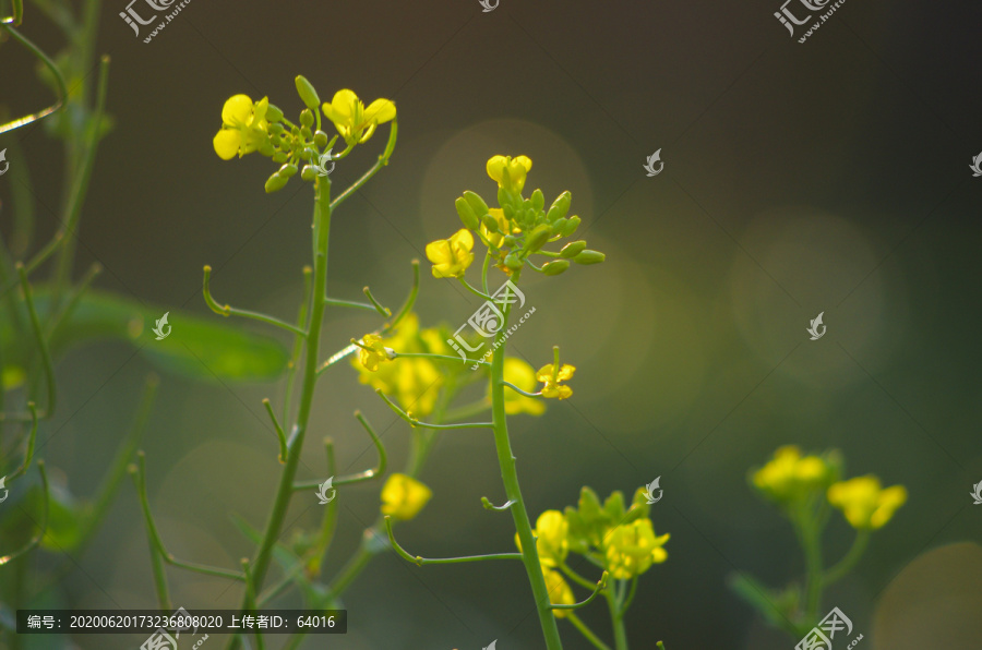 油菜花