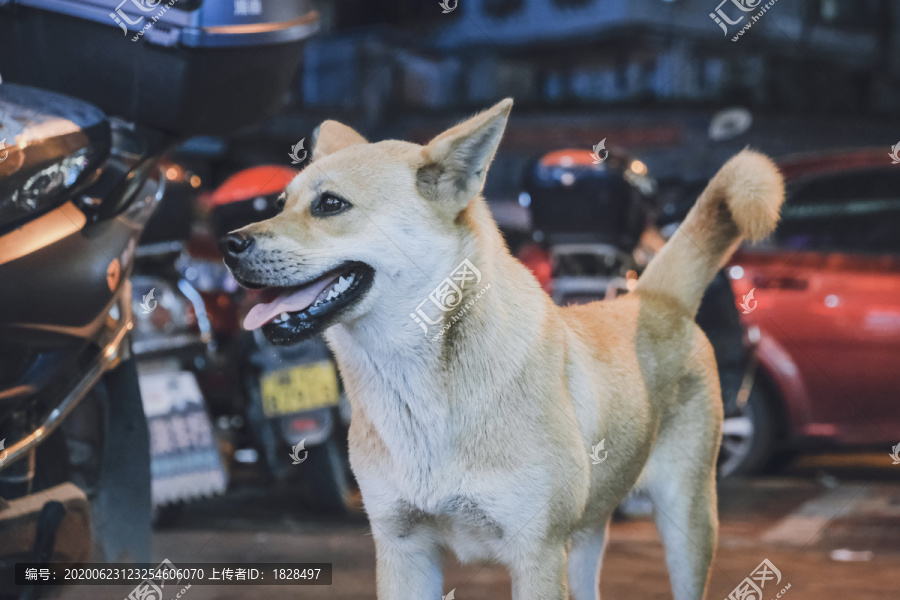 中华田园犬