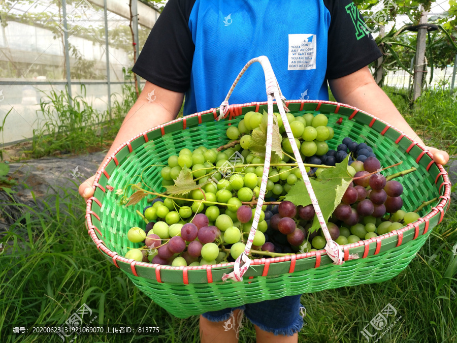 生态果园采摘葡萄
