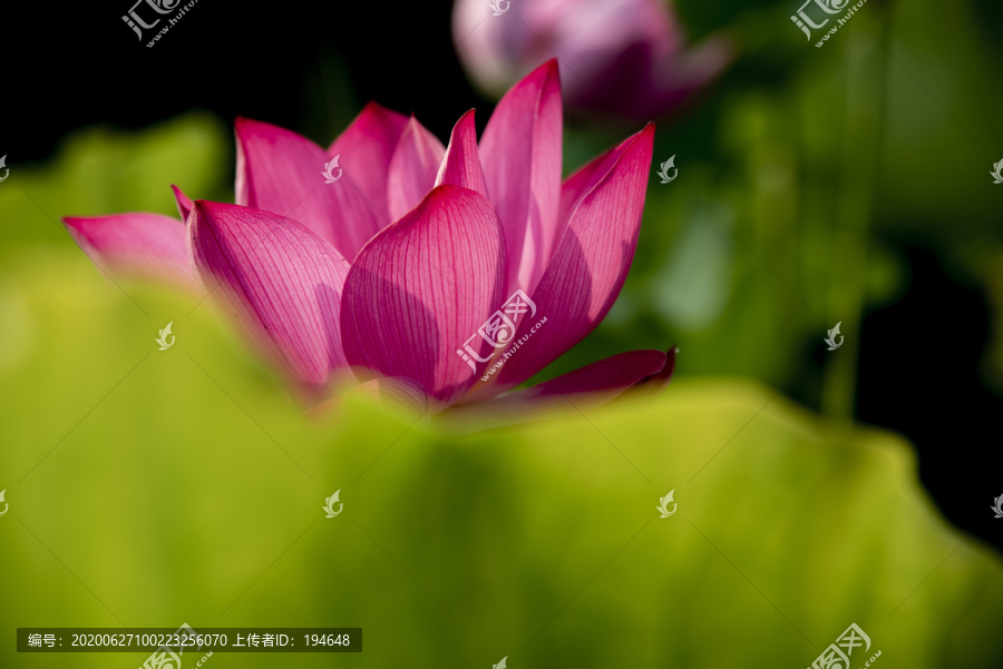 紅荷花