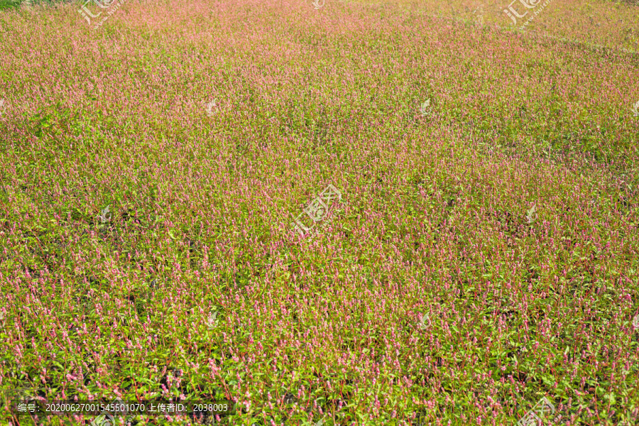 漫山遍野的小野花