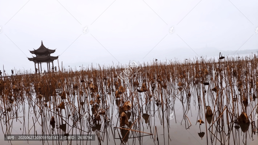 杭州西湖冬日残荷