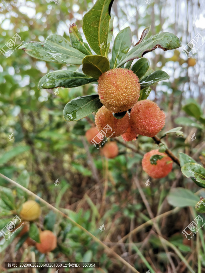 纯野生红杨梅