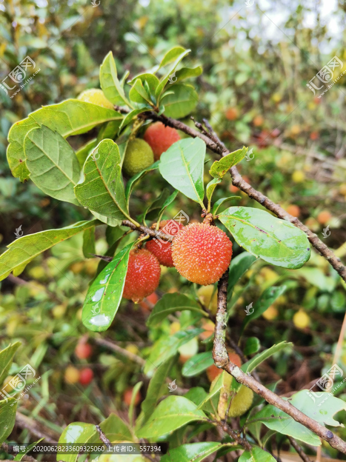 纯野生红杨梅