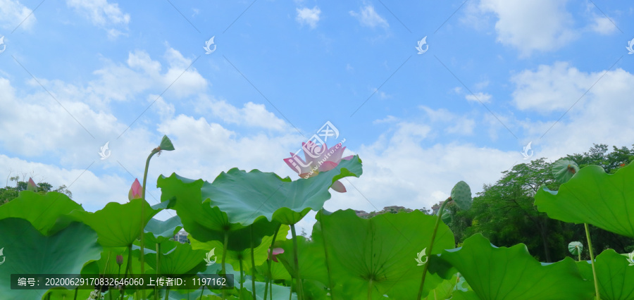 荷花素材