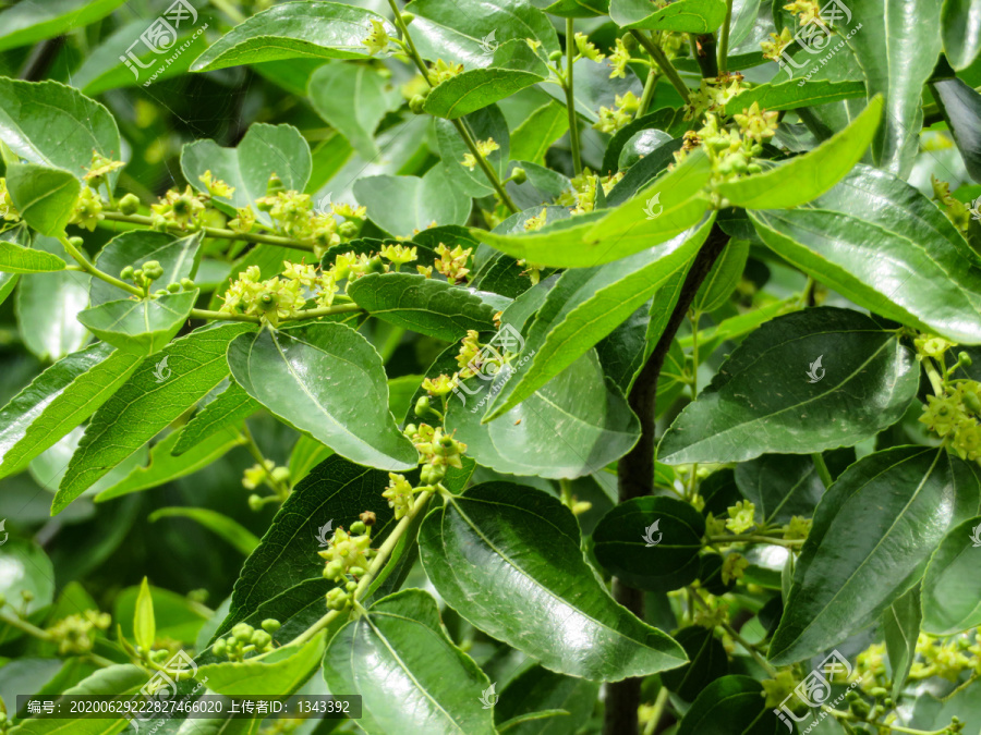 枣花