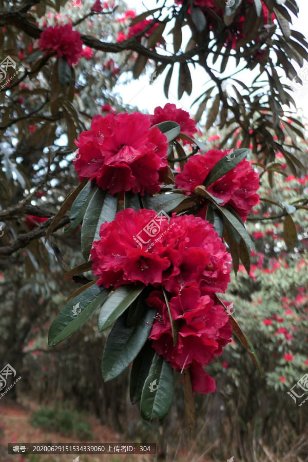 菌子山杜鹃花