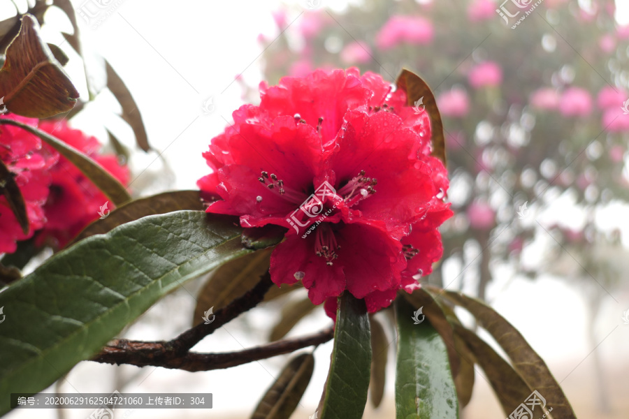 菌子山雨雾风光