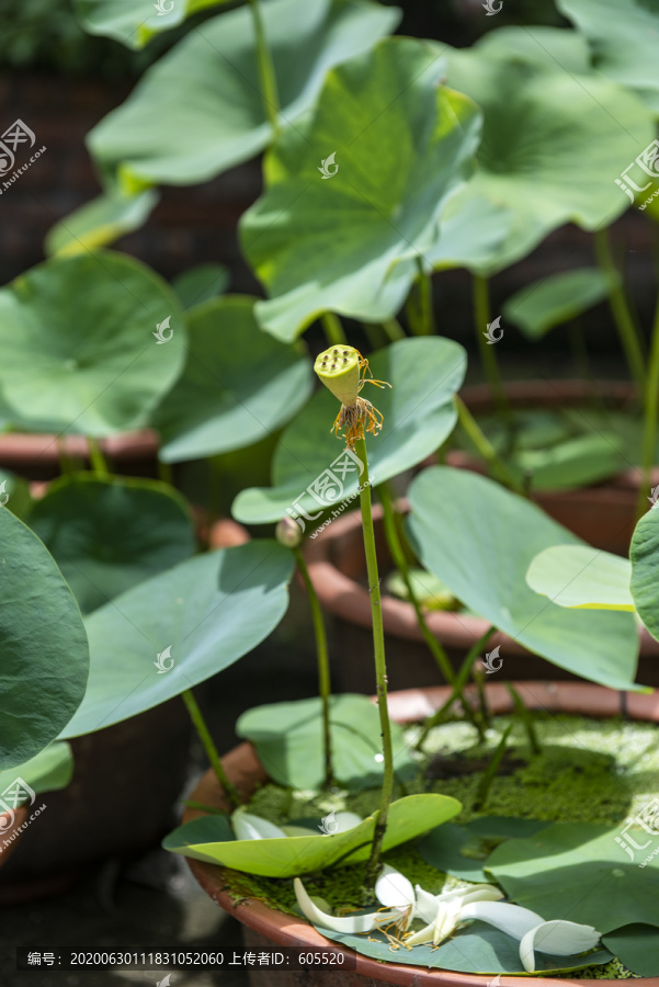 荷花1花盆1花瓣1莲蓬