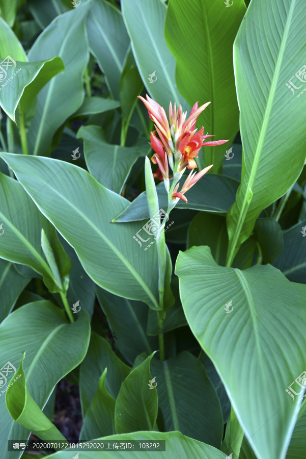 芭蕉叶与芭蕉花