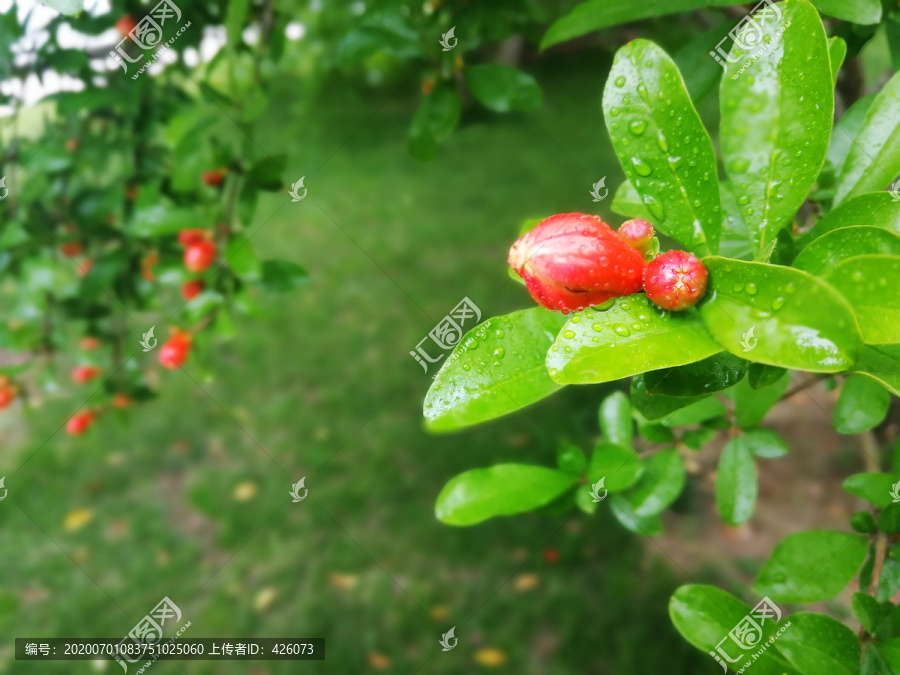 石榴花含苞待放