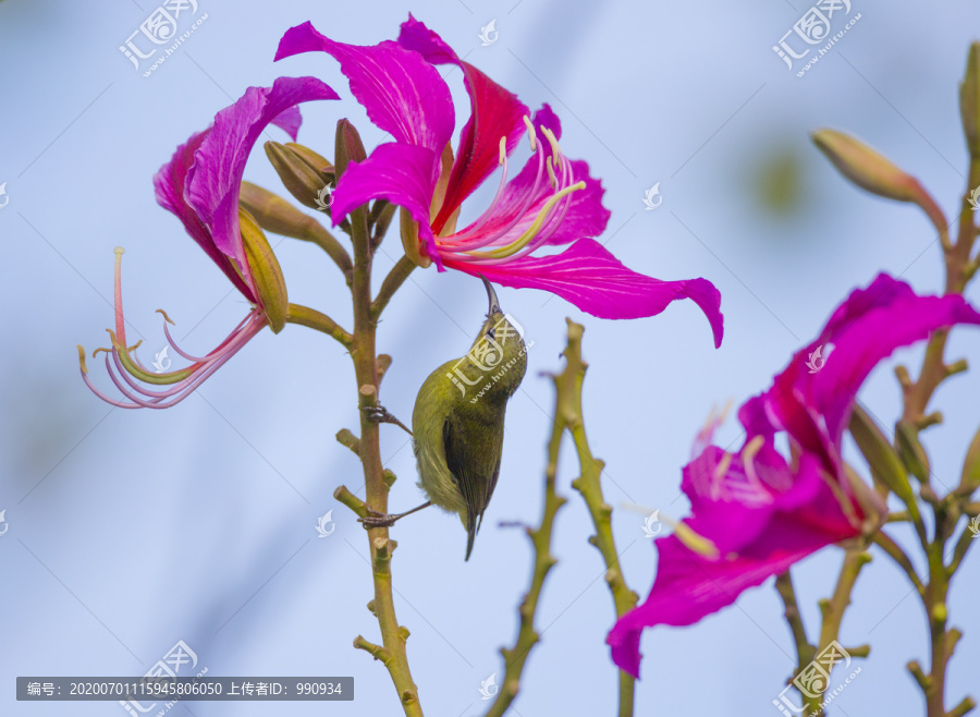 花鸟