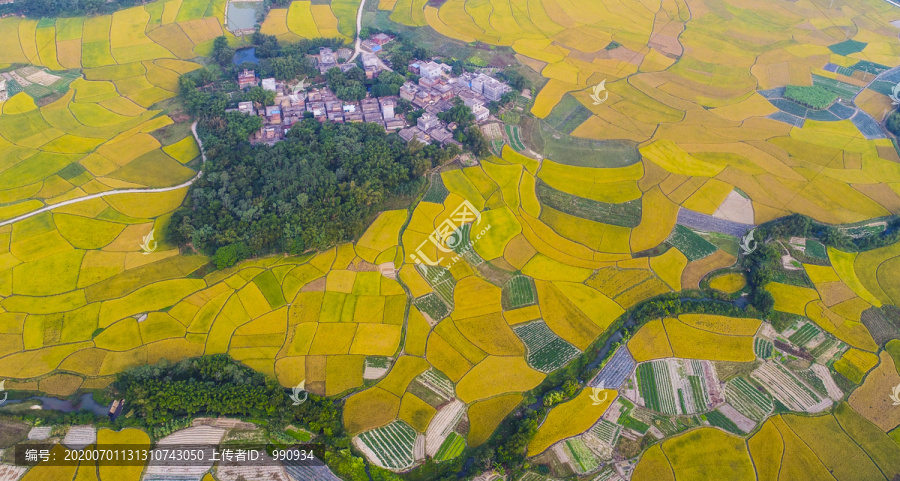 田野