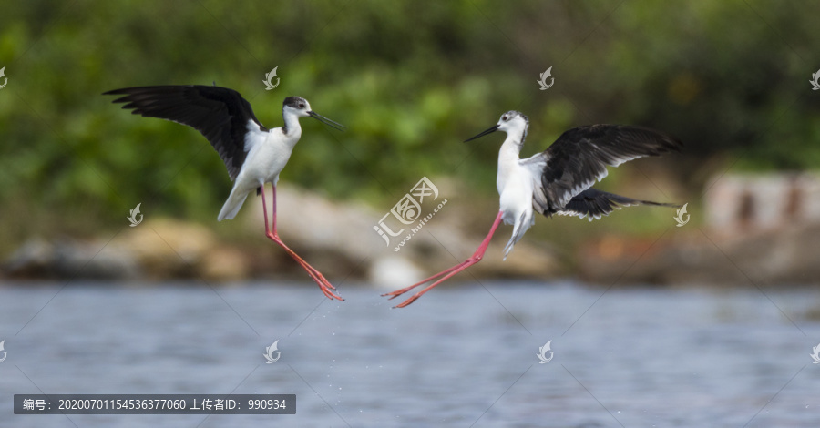 飞鸟