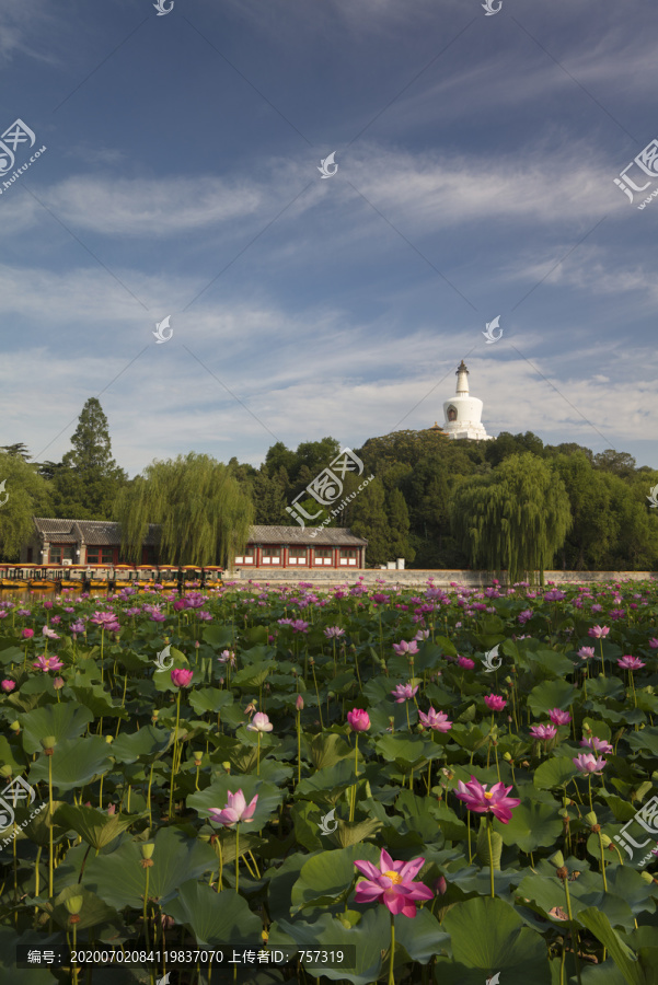 北京北海公园夏季盛开的荷花