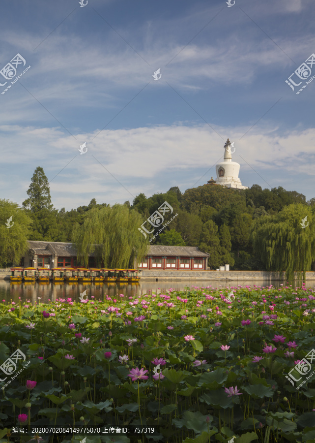 北京北海公园夏季盛开的荷花