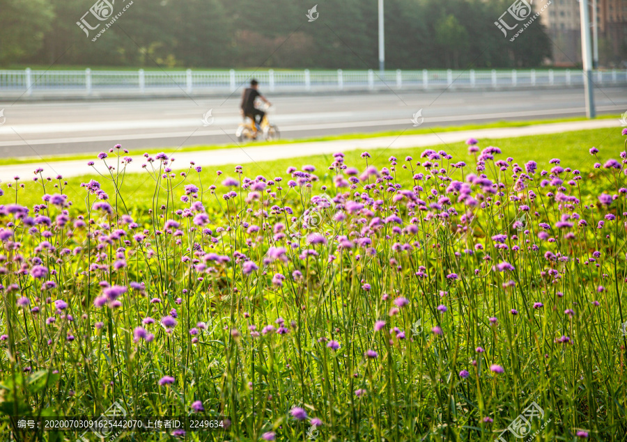 花草