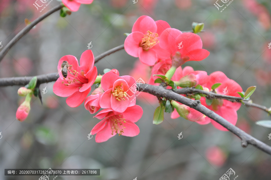 石榴花