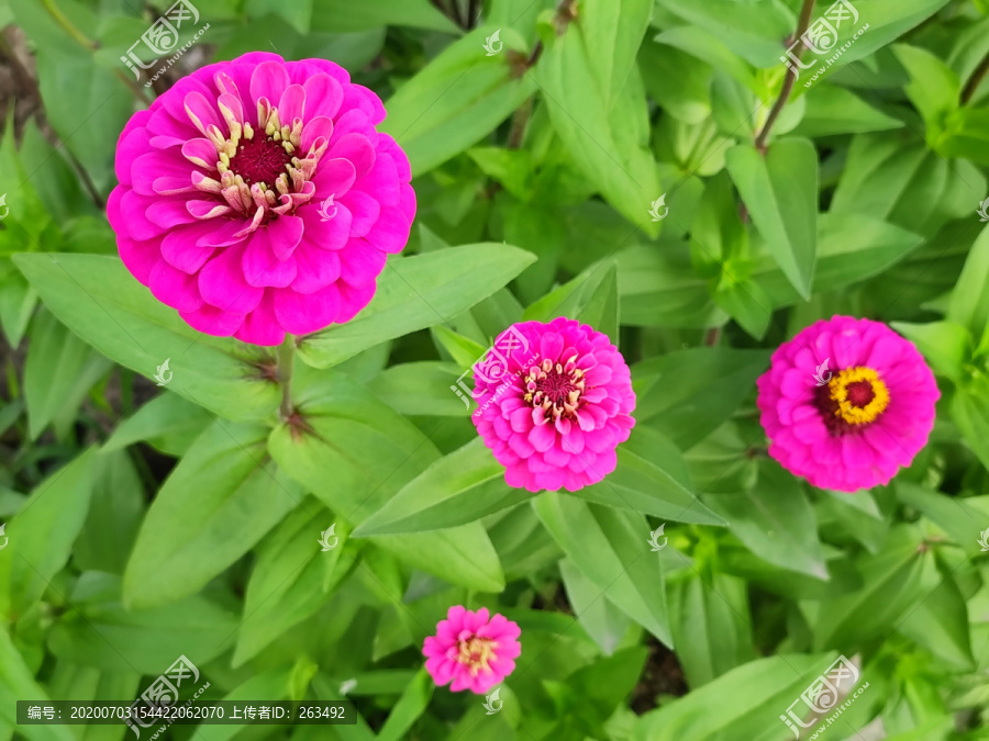 百日菊