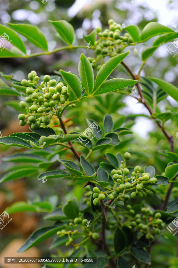 花椒种植